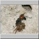 wegwespe-11mm-15-mit Spinne.jpg